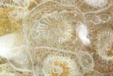 Polished Fossil Coral (Actinocyathus) - Morocco #100652-1